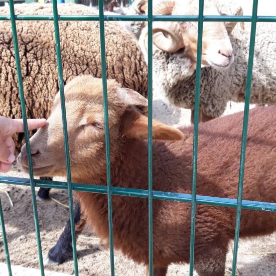 56673240_2465500980129038_2073698003935297536_n